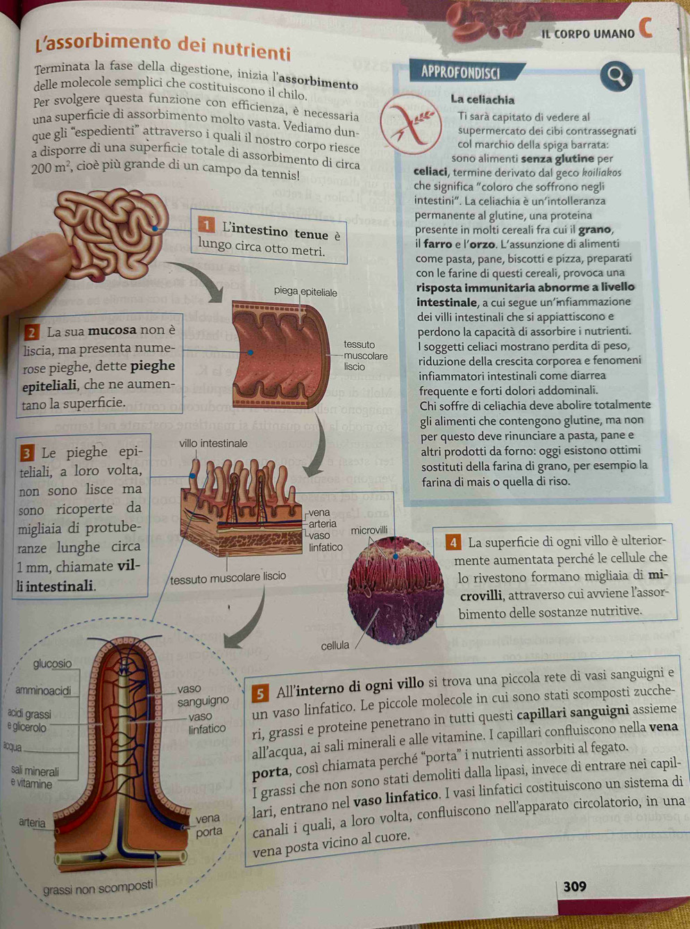 IL CORPO UMANO
L'assorbimento dei nutrienti
Terminata la fase della digestione, inizia l'assorbimento APPROFONDISCI
delle molecole semplici che costituiscono il chilo La celiachia
Per svolgere questa funzione con efficienza, è necessaria
Ti sarà capitato di vedere al
una superficie di assorbimento molto vasta. Vediamo dun-
supermercato dei cibi contrassegnati
que gli “espedienti” attraverso i quali il nostro corpo riesce col marchio della spiga barrata:
a disporre di una superficie totale di assorbimento di cir sono alimenti senza glutine per
de 
2
lis
ros
epi
tan
3 
telia
non
son
migl
ranzior-
1 mmche
li intmi-
sor-
gl
ammigni e
acidi grassi
cche-
e gliceroloieme
acqua
vena
sali min
e vitami
capil-
arter
lari, entrano nel vaso linfatico. I vasi linfatici costituiscono un sistema di
canali i quali, a loro volta, confluiscono nell’apparato circolatorio, in una
grassi non