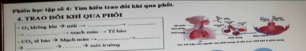 Phiêu học tập số 4: Tìm hiều trao đôi khí qua phối. 
4. tRAO đỒi khÍ qUA phỏi 
_ 
O_2 không khí → mũi _ 
_ 
............ → mạch máu → Tế bào
CO_2 tế bào → Mạch máu_ 

_ 
_môi trường 
H2: Hồ hếp của người: (s) phế