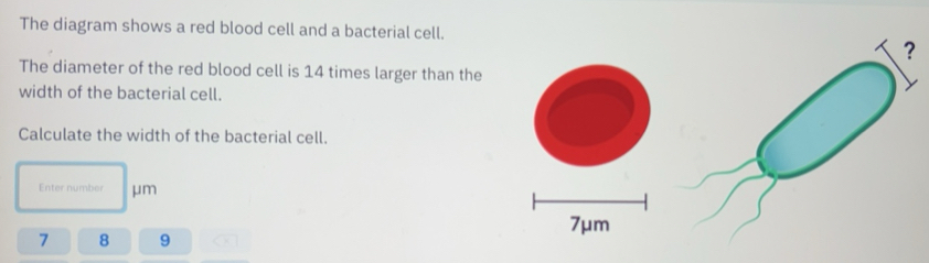 Solved: The diagram shows a red blood cell and a bacterial cell. The ...