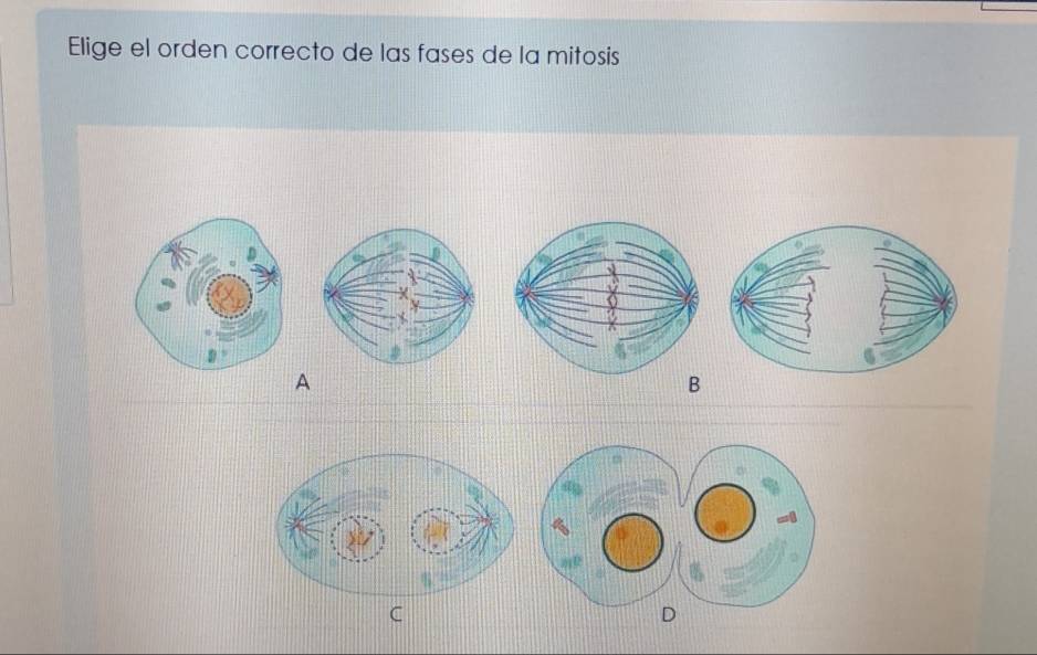 Elige el orden correcto de las fases de la mitosis 
A 
B 
D