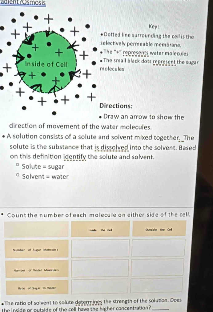 adient ?Osmosis 
Key: 
Dotted line surrounding the cell is the 
selectively permeable membrane. 
The “+” represents water molecules 
The small black dots represent the sugar 
+ Inside of Cell molecules 
+ 
+ 
Directions: 
Draw an arrow to show the 
direction of movement of the water molecules. 
A solution consists of a solute and solvent mixed together. _The 
solute is the substance that is dissolved into the solvent. Based 
on this definition identify the solute and solvent. 
Solute = sugar 
Solvent = water 
Count the number of each molecule on either side of the cell. 
I nside the Cell Outsi d e the Cell 
Number of Sugar Molecules 
Number of Water Molecules 
Ratio of Sugar to Water 
The ratio of solvent to solute determines the strength of the solution. Does 
the inside or outside of the cell have the higher concentration?_