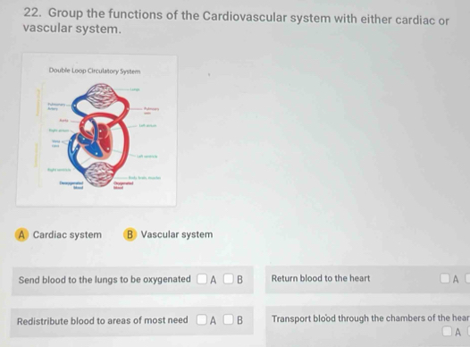 Group the functions of the Cardiovascular system with either cardiac or
vascular system.
A Cardiac system B Vascular system
Send blood to the lungs to be oxygenated □ A□ B Return blood to the heart A
Redistribute blood to areas of most need □ A□ B Transport blood through the chambers of the hear
□ A