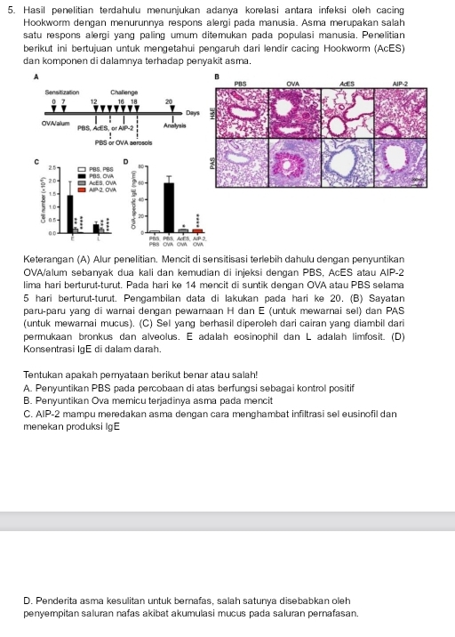 Hasil penelitian terdahulu menunjukan adanya korelasi antara infeksi oleh cacing
Hookworm dengan menurunnya respons alergi pada manusia. Asma merupakan salah
satu respons alergi yang paling umum ditemukan pada populasi manusia. Penelitian
berikut ini bertujuan untuk mengetahui pengaruh dari lendir cacing Hookworm (AcES)
dan komponen di dalamnya terhadap penyakit asma.
A
 
Keterangan (A) Alur penelitian. Mencit di sensitisasi terlebih dahulu dengan penyuntikan
OVA/alum sebanyak dua kali dan kemudian di injeksi dengan PBS, AcES atau AIP-2
lima hari berturut-turut. Pada hari ke 14 mencit di suntik dengan OVA atau PBS selama
5 hari berturut-turut. Pengambilan data di lakukan pada hari ke 20. (B) Sayatan
paru-paru yang di warnai dengan pewarnaan H dan E (untuk mewarnai sel) dan PAS
(untuk mewarnai mucus). (C) Sel yang berhasil diperoleh dari cairan yang diambil dari
permukaan bronkus dan alveolus. E adalah eosinophil dan L adalah limfosit. (D)
Konsentrasi IgE di dalam darah.
Tentukan apakah pernyataan berikut benar atau salah!
A. Penyuntikan PBS pada percobaan di atas berfungsi sebagai kontrol positif
B. Penyuntikan Ova memicu terjadinya asma pada mencit
C. AIP-2 mampu meredakan asma dengan cara menghambat infiltrasi sel eusinofil dan
menekan produksi IgE
D. Penderita asma kesulitan untuk bernafas, salah satunya disebabkan oleh
penyempitan saluran nafas akibat akumulasi mucus pada saluran pernafasan.