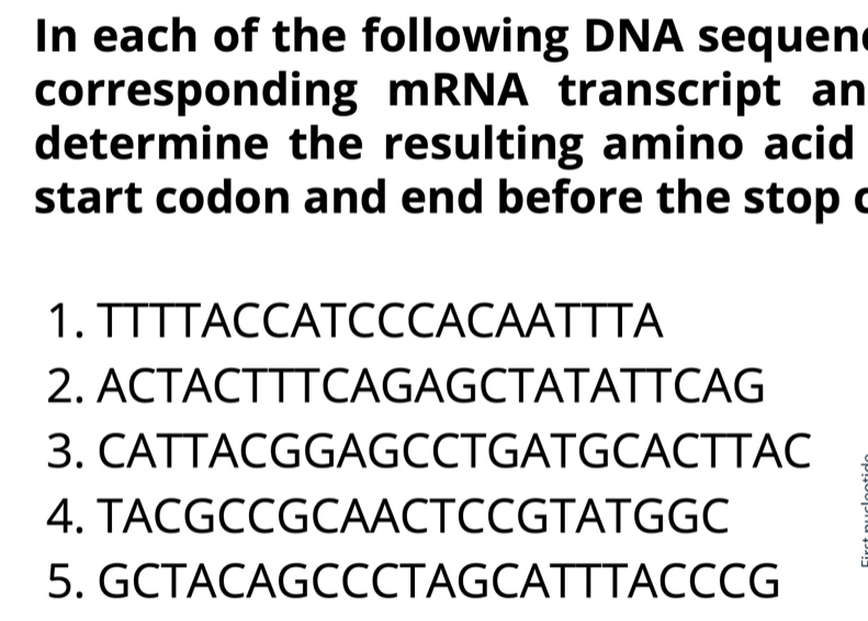 In each of the following DNA sequen 
corresponding mRNA transcript an 
determine the resulting amino acid 
start codon and end before the stop c 
1. TTTTACCATCCCACAATTTA 
2. ACTACTTTCAGAGCTATATTCAG 
3. CATTACGGAGCCTGATGCACTTAC 
4. TACGCCGCAACTCCGTATGGC 
5. GCTACAGCCCTAGCATTTACCCG