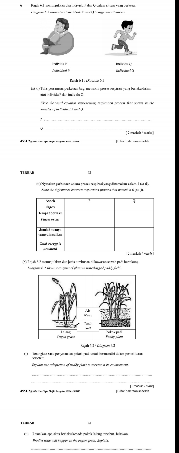 Rajah 6.1 menunjukkan dua individu P dan Q dalam situasi yang berbeza. 
Diagram 6.1 shows two individuals P and Q in different situations 
Individu P Individu Q
Individual P Individual Q
Rajah 6.1 / Diagram 6.1 
(a) (i) Tulis persamaan perkataan bagi mewakili proses respirasi yang berlaku dalam 
otot individu P dan individu Q. 
Write the word equation representing respiration process that occurs in the 
muscles of individual P and Q. 
P :_ 
Q :_ 
[ 2 markah / marks] 
4551/2@ 2024 Hak Cipta Majlis Pengetua SMKA SABK [Lihat halaman sebelah 
TERHAD 12 
(ii) Nyatakan perbezaan antara proses respirasi yang dinamakan dalam 6 (a) (i). 
State the differences between respiration process that named in 6 (a) (i). 
(b) Rajah 6.2 menunjukkan dua jenis tumbuhan di kawasan sawah padi bertakung. 
Diagram 6.2 shows two types of plant in waterlogged paddy field. 
(i) Terangkan satu penyesuaian pokok padi untuk bermandiri dalam persekitaran 
tersebut. 
Explain one adaptation of paddy plant to survive in its environment. 
_ 
_ 
[1 markah / mɑrk] 
4551/2@ 2024 Hak Cipta Majlis Pengetua SMKA SABK [Lihat halaman sebelah 
TERHAD 13 
(ii) Ramalkan apa akan berlaku kepada pokok lalang tersebut. Jelaskan 
Predict what will happen to the cogon grass. Explain. 
_