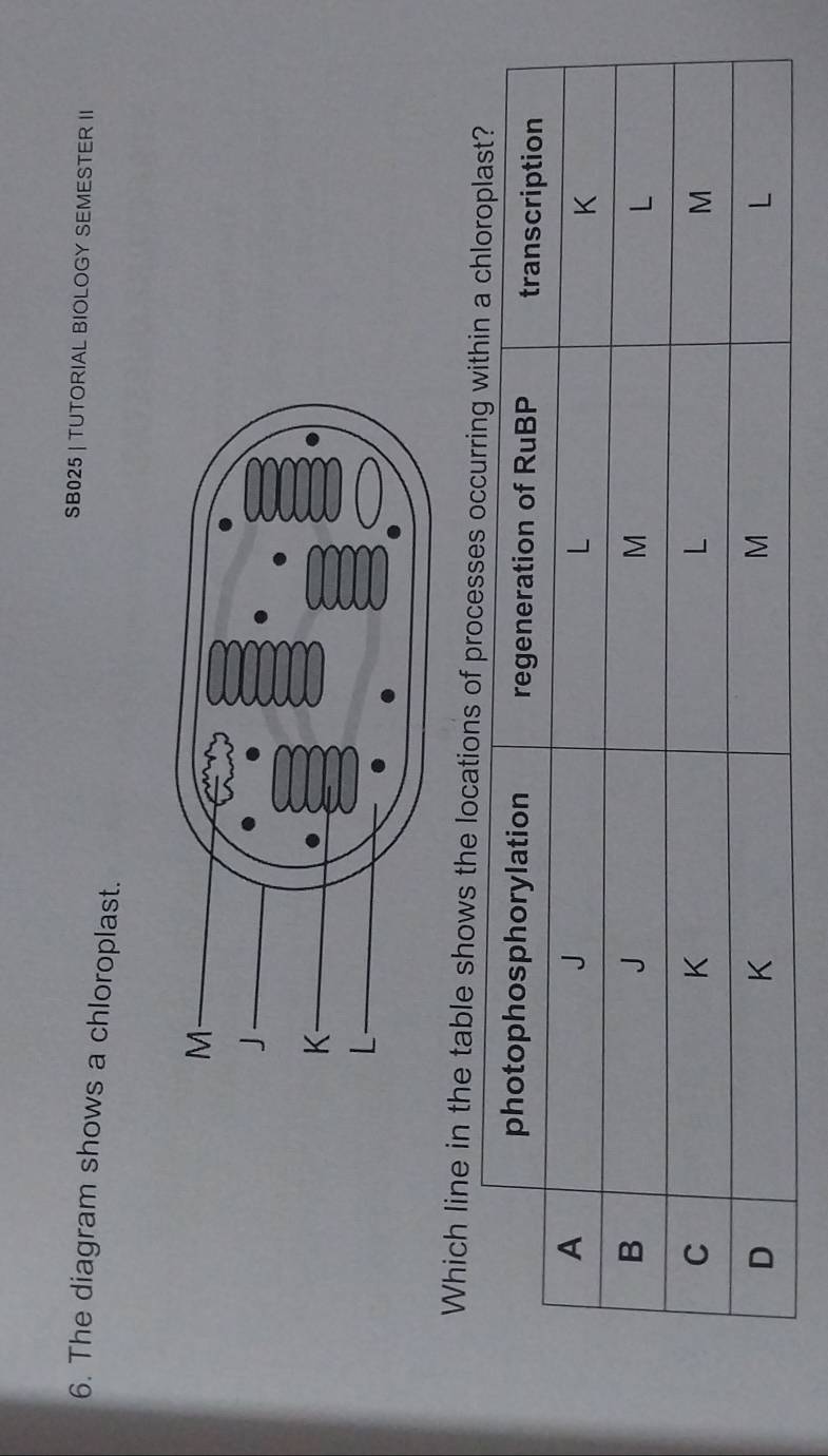 SB025 | TUTORIAL BIOLOGY SEMESTER II 
6. The diagram shows a chloroplast. 
Which line in the table shows the locations of processes oc