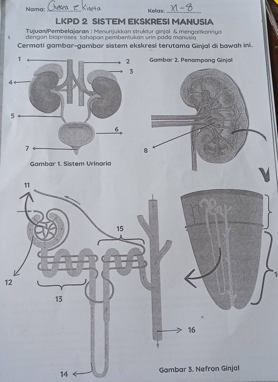 Nama: _Kelas:_ 
LKPD 2 SISTEM EKSKRESI MANUSIA 
Tujuan Pembelajaran : Menunjukkan struktur ginjal & mengaitkannya 
dengan bioproses tahapan pembentukan urin pada manusia 
Cermati gambar-gambar sistem ekskresi terutama Ginjal di bawah ini. 
Gambar 2. Penampang Ginjal 
1
12
14