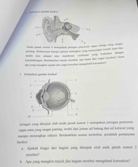 Perhatikan gambar berikut! 
Tanda panah nomor 4 merupakan jaringan penyusun organ telinga yang sangat 
penting. Strukturnya berupa saluran melingkar yang menyerupai rumah siput dan 
terdiri atas selaput atau membrane vestibular yang berkaitan dengan 
keseimbangan. Berdasarkan uraian tersebut, apa nama dari organ tersebut? Serta 
apa yang mungkin terjadi jika organ tersebut mengalami kerusakan? 
3. Perhatikan gambar berikut! 
Jaringan yang ditunjuk oleh tanda panah nomor 2 merupakan jaringan penyusun 
organ mata yang sangat penting, terdiri dari jutaan sel batang dan sel kerucut yang 
mampu menangkap cahaya. Berdasarkan uraian tersbebut, jawablah pertanyaan 
berikut: 
a. Apakah fungsi dari bagian yang ditunjuk oleh anak panah nomor 2
tersebut? 
b. Apa yang mungkin terjadi jika bagian tersebut mengalami kerusakan?