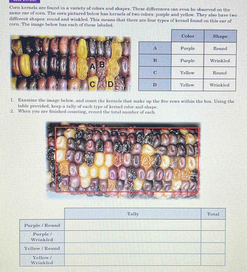 Corn kernels are found in a variety of colors and shapes. These differences can even be observed on the
same car of corn. The corn pictured below has kernels of two colors: purple and yellow. They also have two
different shapes: round and winkled. This means that there are four types of kernel found on this ear of
corn. The image below has each of these labeled.
1. Examine the image below, and count the kernels that make up the five rows within the box. Using the
table provided, keep a tally of each type of kernel color and shape.
2. When you are finished counting, record the total number of each.
Tally Total
Purple / Round
Purple /
Wrinkled
Yellow / Round
Yellow /
Wrinkled