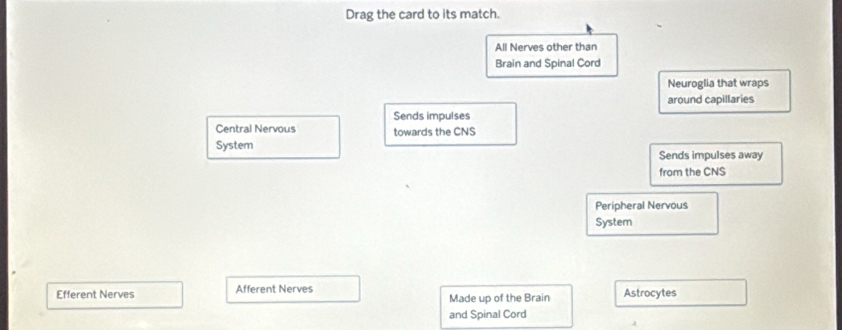 Drag the card to its match.
All Nerves other than
Brain and Spinal Cord
Neuroglia that wraps
around capillaries
Sends impulses
Central Nervous towards the CNS
System
Sends impulses away
from the CNS
Peripheral Nervous
System
Efferent Nerves Afferent Nerves Made up of the Brain Astrocytes
and Spinal Cord