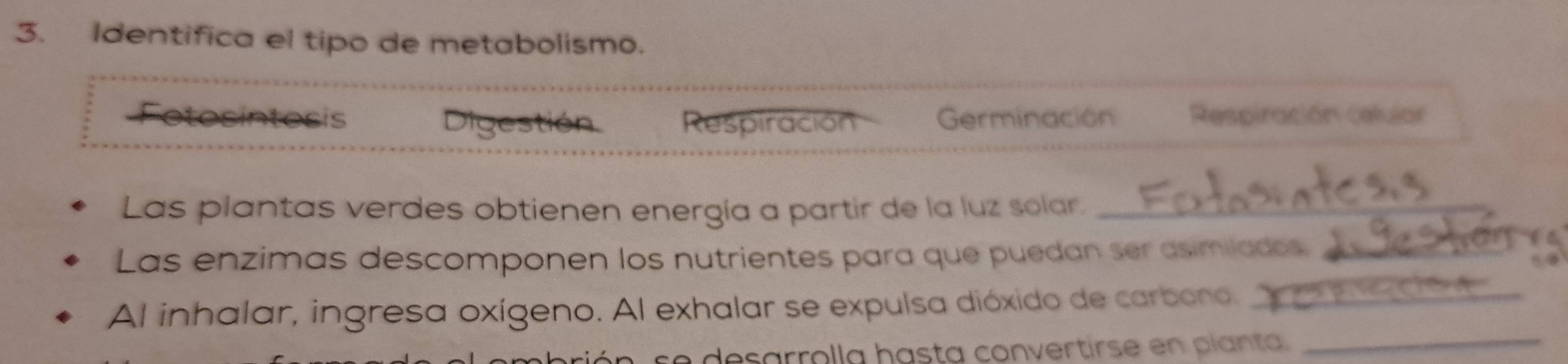 Identifica el tipo de metabolismo.
sintosis estión Respiración Germinación Respiración celulor
Las plantas verdes obtienen energía a partir de la luz solar._
Las enzimas descomponen los nutrientes para que puedan ser asimilados._
Al inhalar, ingresa oxígeno. Al exhalar se expulsa dióxido de carbono._
e desarrolla hasta convertirse en planta_