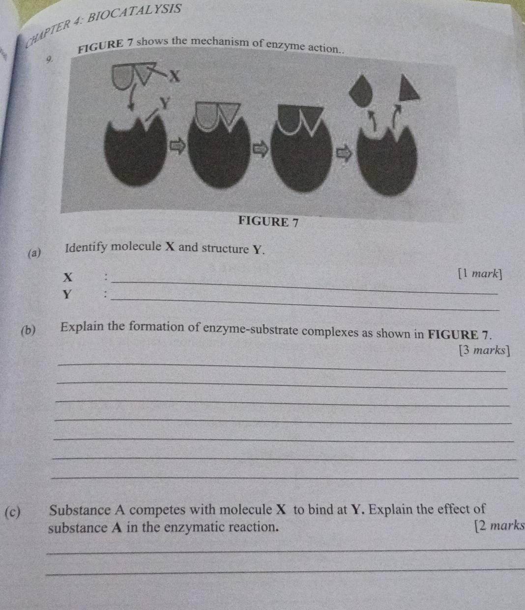 CHAPTER 4: BIOCATALYSIS 
FIGURE 7 shows the mechanism of enzyme action.. 
(a) Identify molecule X and structure Y.
X :_ 
[1 mark]
Y :_ 
(b) Explain the formation of enzyme-substrate complexes as shown in FIGURE 7. 
_ 
[3 marks] 
_ 
_ 
_ 
_ 
_ 
_ 
(c) Substance A competes with molecule X to bind at Y. Explain the effect of 
substance A in the enzymatic reaction. [2 marks 
_ 
_