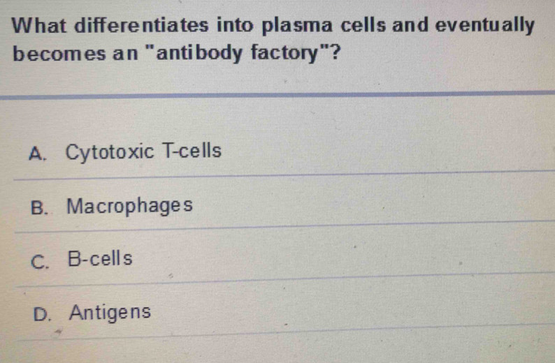 What differentiates into plasma cells and eventually
becomes an "antibody factory"?
A. Cytotoxic T-cells
B. Macrophages
C. B-cell s
D. Antigens