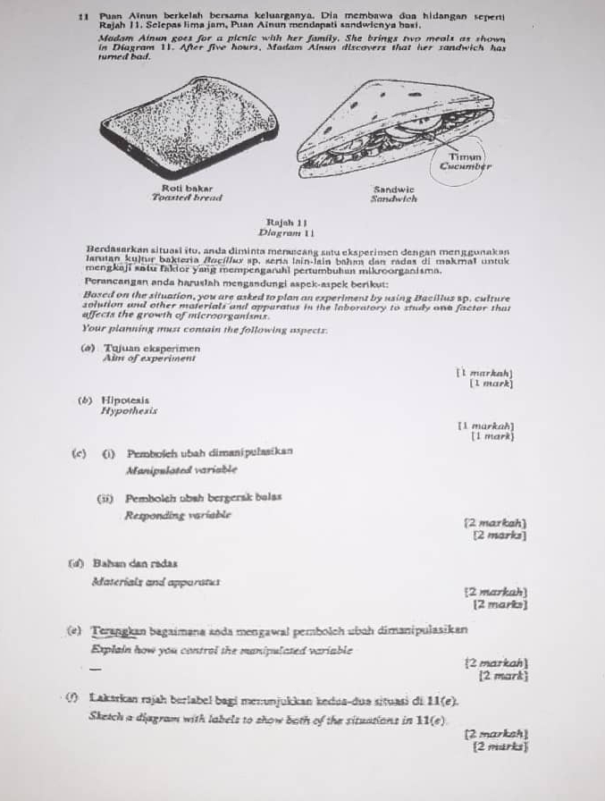 Puan Aïnun berkelah bersama keluarganya. Dia membawa dua hidangan seper
Rajah 11. Selepas lima jam, Puan Ainun mendapati sandwienya basi.
Madam Ainun goes for a picnic with her family. She brings two meals as shown
in Diagram 11. After five hours, Madam Ainun discovers that her sandwich has
tured bad.
Toasted bread
Rajah 11
Diagram 1
Berdasarkan situasi itu, anda diminta meraseang satu eksperimen dengan menggunakan
arutan kujtır bakteria Rocíllux sp, sería lain-lain baham dan radas di makmal untuk
mengkaji satu fakior yaig mempengaruhi pertumbuhan mikroorganisma.
Perancangan anda haruslah mengandungi aspek-aspek berikut:
Based on the situation, you are asked to plan an experiment by using Bacillus sp. culture
solution and other materials and apparatus in the laboratory to study one factor that
affects the growth of microorganisms.
Your planning must contain the following aspects.
(ø) Tqjuan eksperimen
Aim of experiment
[l markah]
[1 mark]
(6) Hipotesis
Hypothexis
[l markah]
[1 mark]
(c) (i) Pemboleh ubah dimanipulasikan
Manipulated variable
(ii) Pembolch ubsh bergerak balas
Responding variable [2 markah]
[2 marks]
(4) Balan dan radas
Iaterials and appuratus
2 markah]
[2 marks]
(e) Terangkan bagaimana anda mengawal pembolch ubɑh dimanipulasikan
Explain how you control the manipulated variable
2 markah]
[2 mark]
(f) Lakarkan rajah berlabel bagi menunjukkan kedua-dua situasi di 11(e).
Sketch a diagram with labels to show both of the situations in 11(e)
[2 marksh]
[2 marks]