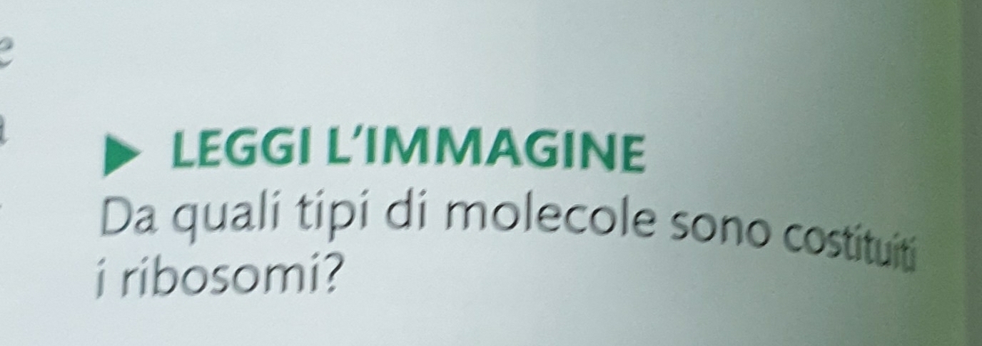 LEGGI L’IMMAGINE 
Da quali tipi di molecole sono costituiti 
i ribosomi?