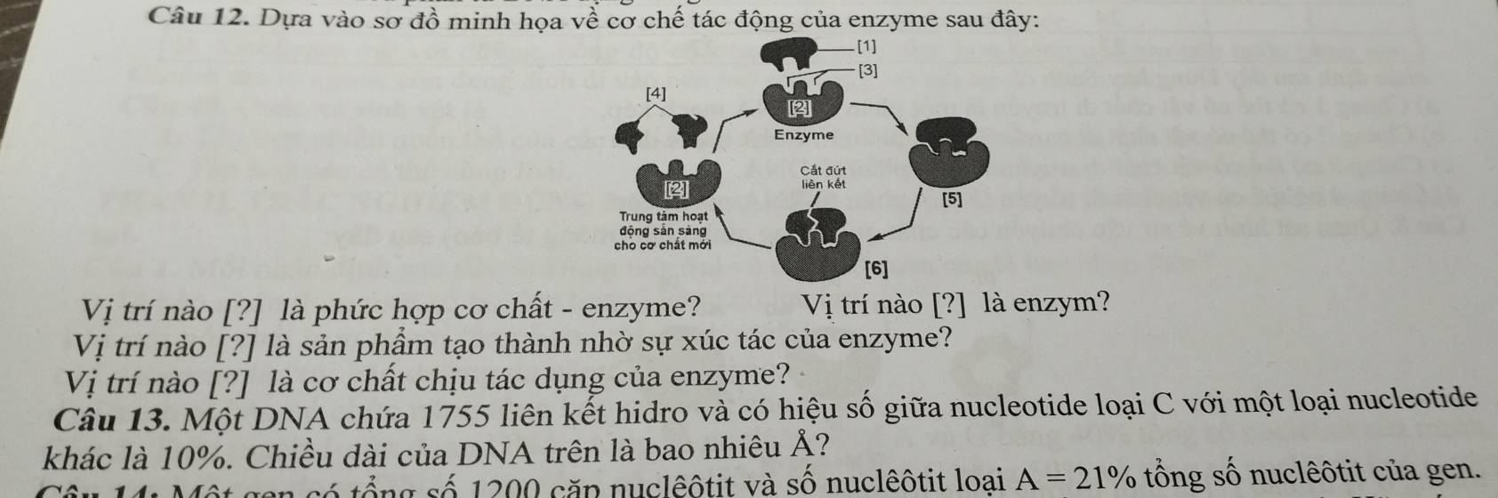 Dựa vào sơ đồ minh họa về cơ chế tác động của enzyme sau đây: 
Vị trí nào [?] là phức hợp cơ chất - enzyme? Vị trí nào [?] là enzym? 
Vị trí nào [?] là sản phầm tạo thành nhờ sự xúc tác của enzyme? 
Vị trí nào [?] là cơ chất chịu tác dụng của enzyme? 
Câu 13. Một DNA chứa 1755 liên kết hidro và có hiệu số giữa nucleotide loại C với một loại nucleotide 
khác là 10%. Chiều dài của DNA trên là bao nhiêu Ả? 
* 14: Một gen có tổng số 1200 cặp nuclêôtit và số nuclêôtit loại A=21% ổng số nuclêôtit của gen.