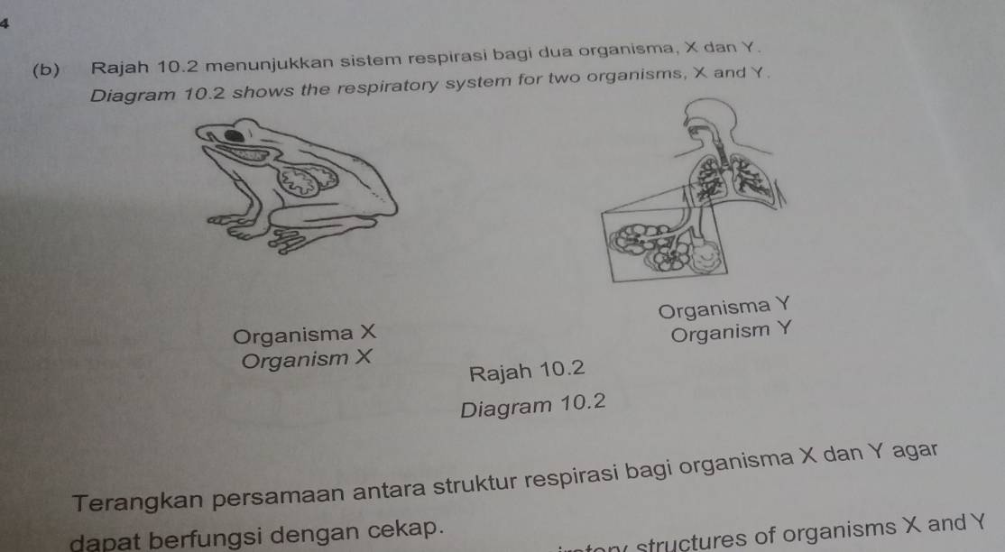 4
(b) Rajah 10.2 menunjukkan sistem respirasi bagi dua organisma, X dan Y.
Diagram 10.2 shows the respiratory system for two organisms, X and Y.
Organisma Y
Organisma X Organism Y
Organism X
Rajah 10.2
Diagram 10.2
Terangkan persamaan antara struktur respirasi bagi organisma X dan Y agar
or structures of organisms X and Y
dapat berfungsi dengan cekap.