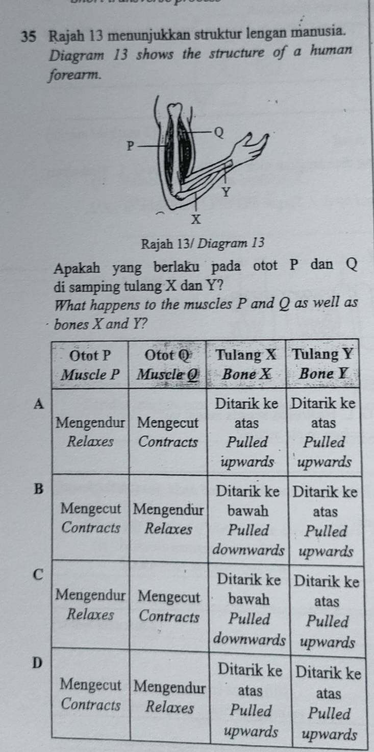 Rajah 13 menunjukkan struktur lengan manusia.
Diagram 13 shows the structure of a human
forearm.
Rajah 13/ Diagram 13
Apakah yang berlaku pada otot P dan Q
di samping tulang X dan Y?
What happens to the muscles P and Q as well as
bones X and Y?
e
e
s
e
s
e
upwards upwards