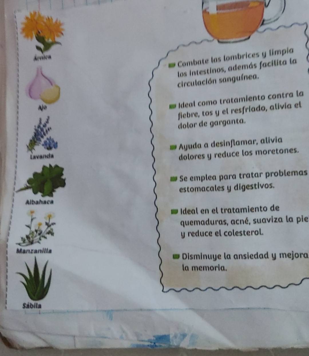 Árttca 
I Combate las lombrices y límpia 
los intestinos, además facílita la 
circulación sanguínea. 
Ajo 
Ideal como tratamiento contra la 
fiebre, tos y el resfríado, alivía el 
dolor de garganta. 
Ayuda a desinflamar, alivia 
Lavand 
dolores y reduce los moretones. 
Se emplea para tratar problemas 
estomacales y digestivos. 
Albahaca 
Ideal en el tratamiento de 
quemaduras, acné, suaviza la pie 
y reduce el colesterol. 
Manzan 
Disminuye la ansiedad y mejora 
la memoria. 
Sábila