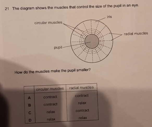 Risolto:The diagram shows the muscles that control the size of the ...
