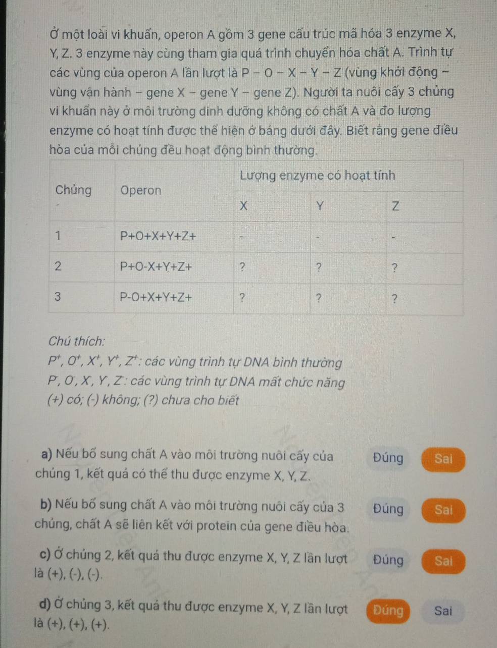 Ở một loài vi khuấn, operon A gồm 3 gene cấu trúc mã hóa 3 enzyme X,
Y, Z. 3 enzyme này cùng tham gia quá trình chuyển hóa chất A. Trình tự
các vùng của operon A lần lượt là P-O-X-Y-Z (vùng khởi động -
vùng vận hành - gene X - gene Y - gene Z). Người ta nuôi cấy 3 chủng
vi khuẩn này ở môi trường dinh dưỡng không có chất A và đo lượng
enzyme có hoạt tính được thể hiện ở bảng dưới đây. Biết rằng gene điều
hòa của mỗi chúng đều hoạt động bình thường.
Chú thích:
P^+,O^+,X^+,Y^+,Z^+ *: các vùng trình tự DNA bình thường
P , Ơ , X , Y , Z : các vùng trình tự DNA mất chức năng
(+) có; (-) không; (?) chưa cho biết
a) Nếu bố sung chất A vào môi trường nuôi cấy của Đúng Sai
chúng 1, kết quả có thể thu được enzyme X, Y, Z.
b) Nếu bố sung chất A vào môi trường nuôi cấy của 3 Đúng Sai
chủng, chất A sẽ liên kết với protein của gene điều hòa.
c) Ở chúng 2, kết quá thu được enzyme X, Y, Z lần lượt Đúng Sai
là (+), (-), (-).
d) Ở chủng 3, kết quả thu được enzyme X, Y, Z lần lượt Đúng Sai
là (+), (+), (+).