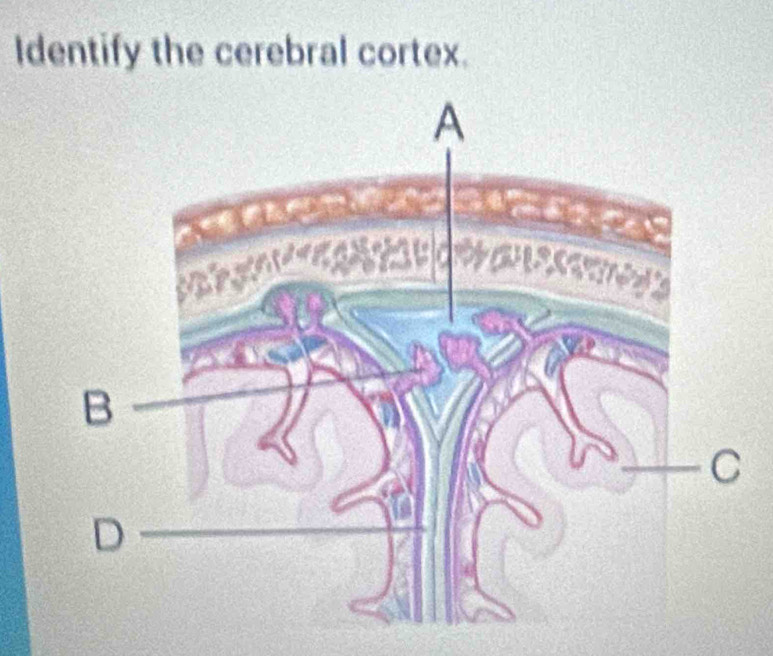 Identify the cerebral cortex.