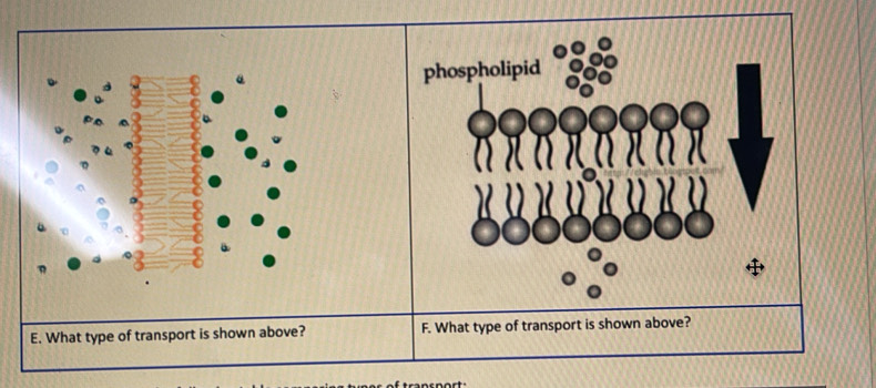 What type of transport is shown above?