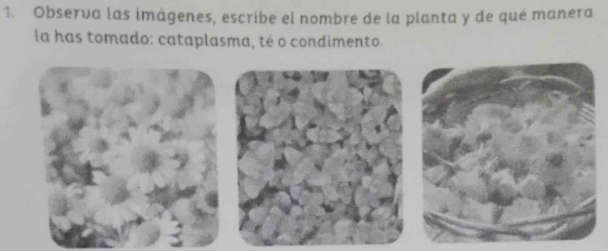 Observa las imágenes, escribe el nombre de la planta y de qué manera 
la has tomado: cataplasma, té o condimento.