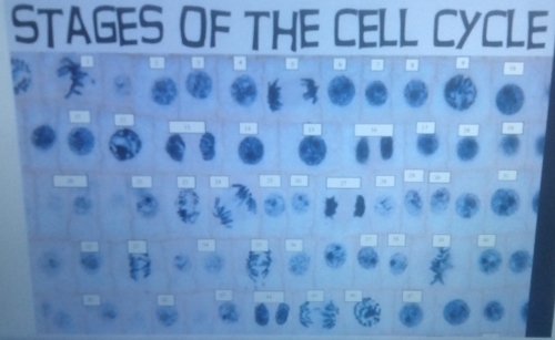 STAGES OF THE CELL CYCLE 
D