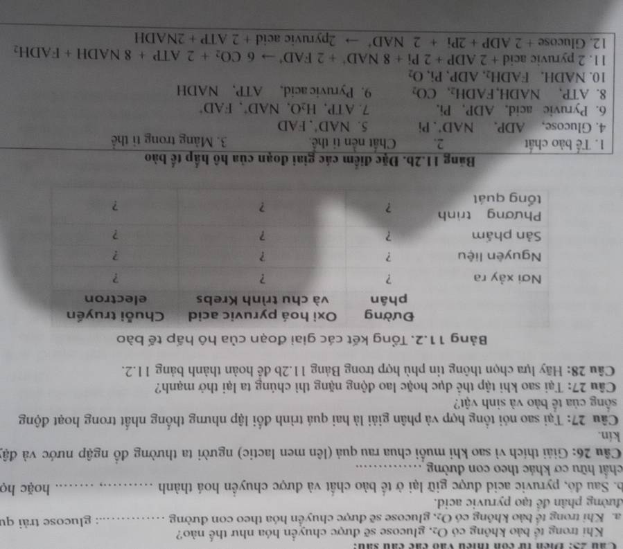 Cầu 25: Điên f còn thiều vào các cầu sau:
Khi trong tế bảo không có O_2 Aglucose sẽ được chuyển hóa như thế nào?
a. Khi trong tế bào không có C 2 e, glucose sẽ được chuyển hóa theo con đường ……...: glucose trải qu
đường phân đề tạo pyruvic acid.
b. Sau đó, pyruvic acid được giữ lại ở tế bào chất và được chuyền hoá thành _hoặc họ
chất hữu cơ khác theo con đường_
Câu 26: Giải thích vì sao khi muối chua rau quả (lên men lactic) người ta thường đồ ngập nước và đật
kín.
Câu 27: Tại sao nói tổng hợp và phân giải là hai quá trình đối lập nhưng thống nhất trong hoạt động
sống của tế bào và sinh vật?
Câu 27: Tại sao khi tập thể dục hoặc lao động nặng thì chúng ta lại thở mạnh?
Câu 28: Hãy lựa chọn thông tin phù hợp trong Bảng 11.2b để hoàn thành bảng 11.2.
Bảăng 11.2b. Đặc điểm các giai đoạn của hô hấp tế bào
1. Tế bảo chất 2. Chất nền tỉ thể. 3. Mảng trong tỉ thể
4. Glucose, ADP. NAD'.Pi 5. NAD'.FAD
6. Pyruvic acid. ADP, Pi, 7. ATP,H_2O,NAD^+,FAD^+
8. A TP, NAD H,FADH_2,CO_2 9. Pyruvic acid, ATP, NADH
10. NADH. FADH_2 .ADP.Pi O_2
11. 2 pyruvic acid +2ADP+2Pi+8NAD^++2FAD^+to 6CO_2+2ATP+8NADH+FADH_2
12. Glucose +2ADP+2Pi+2NAD' 2pyruvic aci d+2ATP+2NADH