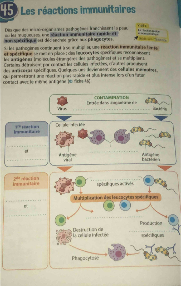 45 ) Les réactions immunitaires 
Dès que des micro-organismes pathogènes franchissent la peau Vidéo 
La réaction rapide 
ou les muqueuses, une réaction immunitaire rapide et et non spécifique 
non spécifique est déclenchée grâce aux phagocytes. hatier-clic.fr/24csvt56 
Si les pathogènes continuent à se muitiplier, une réaction immunitaire lente 
et spécifique se met en place : des leucocytes spécifiques reconnaissent 
les antigènes (molécules étrangères des pathogènes) et se multiplient. 
Certains détruisent par contact les cellules infectées, d'autres produisent 
des anticorps spécifiques. Quelques-uns deviennent des cellules mémoires, 
qui permettront une réaction plus rapide et plus intense lors d'un futur 
contact avec le même antigène (0 fiche 46). 
CONTAMINATION 
Entrée dans l'organisme de 
Virus _Bactérie
1^(re) réaction Cellule infectée 
immunitaire 
_ 
et 
_ 
_ 
Antigène Antigène 
viral bactérien
2^(de) réaction 
immunitaire 
_ 
et 
_