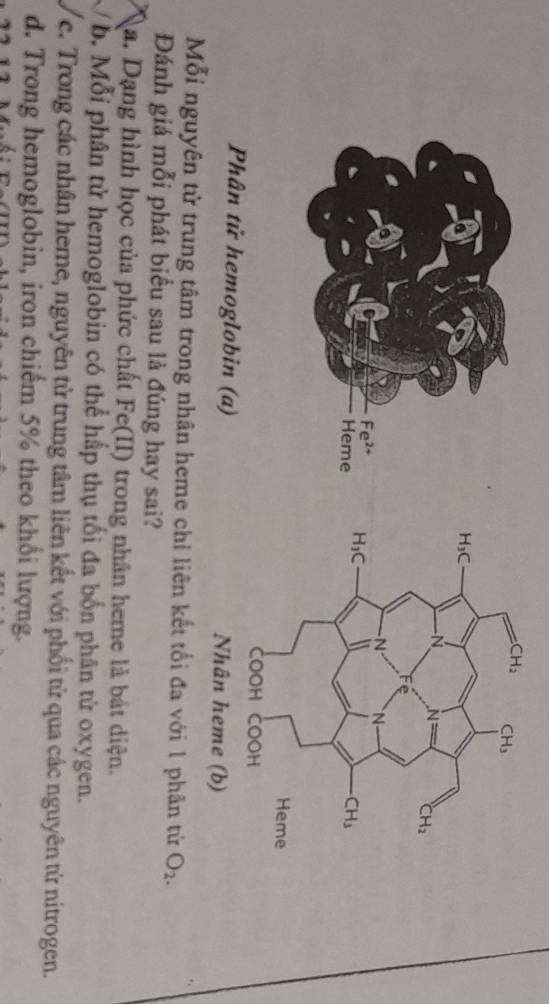 Phân tử hemoglobin (a)Nhân heme (b)
Mỗi nguyên tử trung tâm trong nhân heme chỉ liên kết tối đa với 1 phân tử O_2.
Đánh giá mỗi phát biểu sau là đúng hay sai?
a. Dạng hình học của phức chất Fe(II) trong nhân heme là bát diện.
b. Mỗi phân tử hemoglobin có thể hấp thụ tối đa bốn phân tử oxygen.
e. Trong các nhân heme, nguyên tử trung tâm liên kết với phối tử qua các nguyên tử nitrogen.
d. Trong hemoglobin, iron chiếm 5% theo khổi lượng.