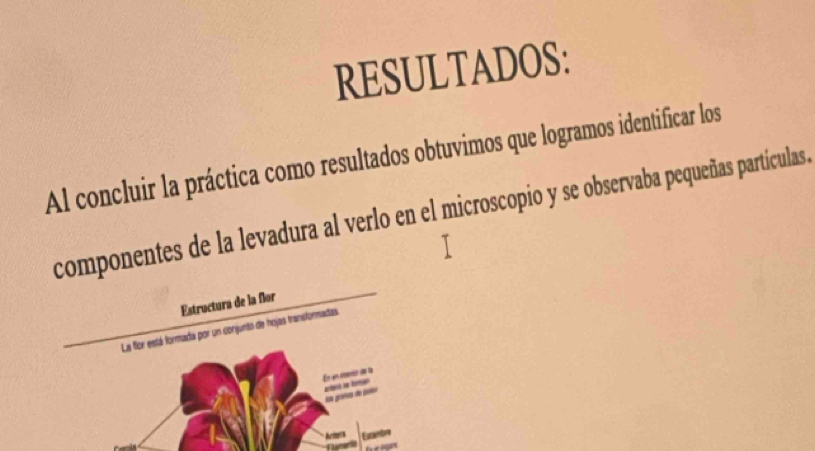 RESULTADOS: 
Al concluir la práctica como resultados obtuvimos que logramos identificar los 
componentes de la levadura al verlo en el microscopio y se observaba pequeñas partículas. 
Estructura de la flor 
La fior está formada por un conjunto de hojas transformadas 
Én un me dn la 
_ 
En greísas de Bleo 
Arer Excntre