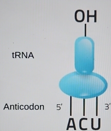 tRNA
Anticodon 3'
ACU