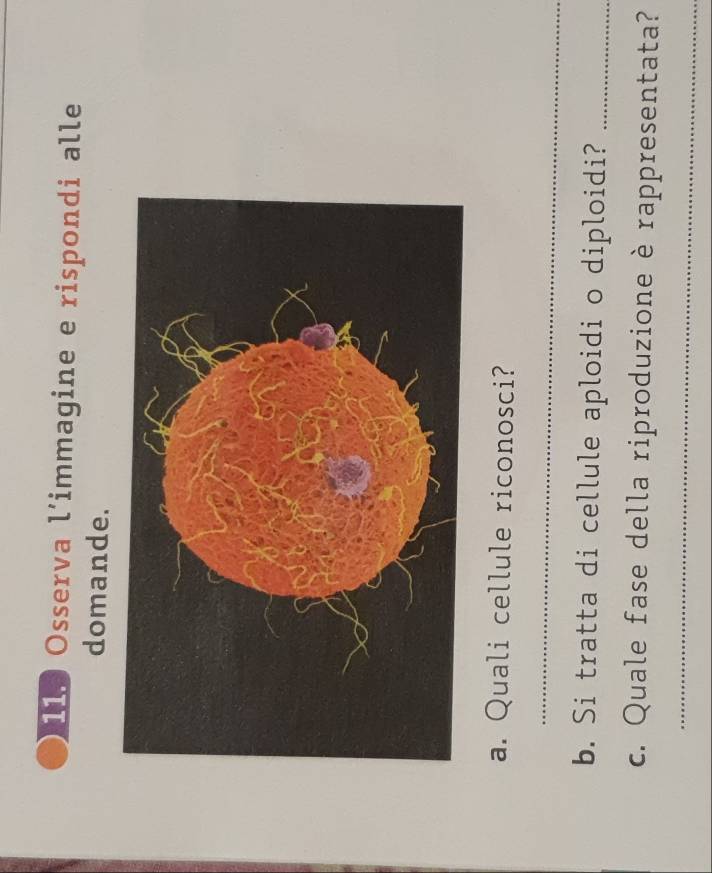 Osserva l’immagine e rispondi alle 
domande. 
a. Quali cellule riconosci? 
_ 
b. Si tratta di cellule aploidi o diploidi?_ 
c. Quale fase della riproduzione è rappresentata? 
_