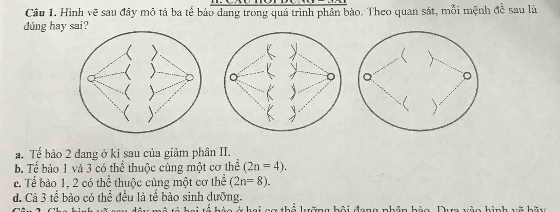 Hình vẽ sau đây mô tả ba tế bào đang trong quá trình phân bào. Theo quan sát, mỗi mệnh đề sau là
dúng hay sai?
a. Tế bào 2 đang ở kì sau của giảm phân II.
b. Tế bào 1 và 3 có thể thuộc cùng một cơ thể (2n=4).
c. Tế bào 1, 2 có thể thuộc cùng một cơ thể (2n=8).
d. Cả 3 tế bào có thể đều là tế bào sinh dưỡng.
hể lưỡng bội đang phân bào. Dưa vào hình vẽ hãy