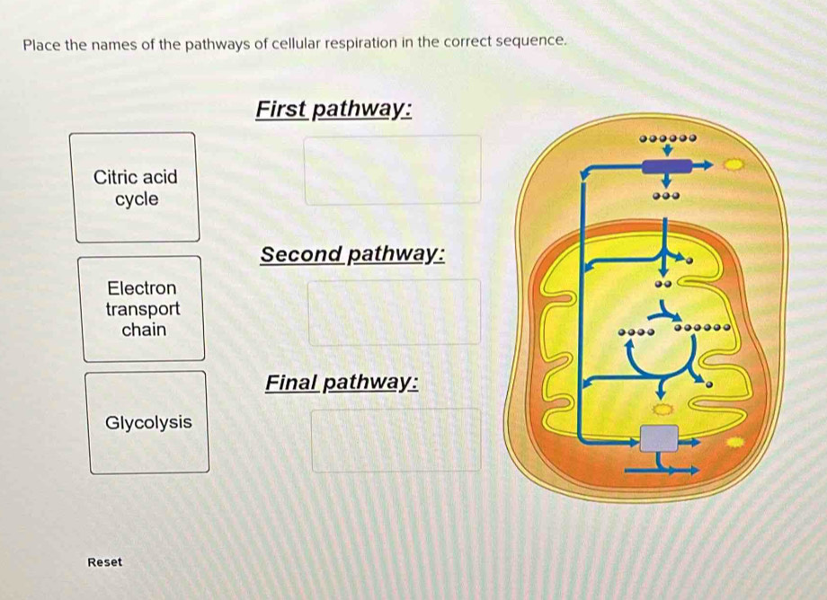 Solved: Place the names of the pathways of cellular respiration in the ...