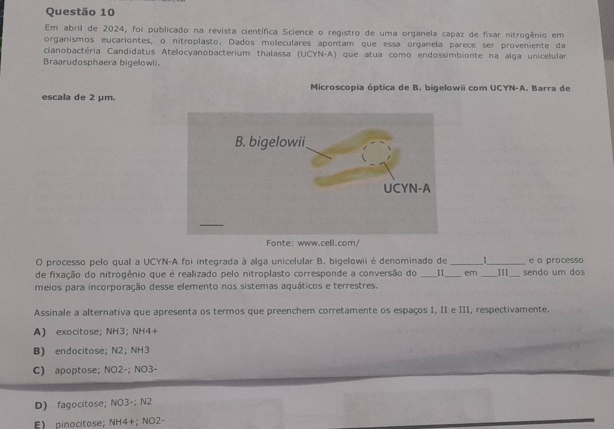 Em abril de 2024, foi publicado na revista científica Science o registro de uma organela capaz de fixar nitrogênio em
organismos eucariontes, o nitroplasto. Dados moleculares apontam que essa organela parece ser proveniente da
cianobactéria Candidatus Atelocyanobacterium thalassa (UCYN-A) que atua como endossimbionte na alga unicelular
Braarudosphaera bigelowii.
Microscopia óptica de B. bigelowii com UCYN-A. Barra de
escala de 2 μm.
O processo pelo qual a UCYN-A foi integrada à alga unicelular B. bigelowii é denominado de __e o processo
de fixação do nitrogênio que é realizado pelo nitroplasto corresponde a conversão do _II_ em III sendo um dos
meios para incorporação desse elemento nos sistemas aquáticos e terrestres.
Assinale a alternativa que apresenta os termos que preenchem corretamente os espaços I, II e III, respectivamente.
A) exocitose; NH3; NH4+
B) endocitose; N2; NH3
C) apoptose; NO2-; NO3-
D) fagocitose; NO3-; N2
E pinocitose; NH4+; NO2-