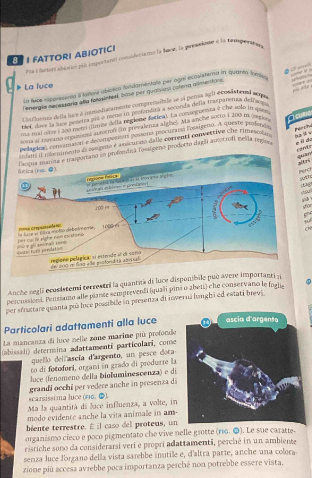 FATTORI ABIOTICI
Fra i fattori abiotici più importanti consideriamo la luce, la pressione e la temperatura
Ó Có nisels
come le o
La luce
volare  an
La fuce rappresenta il fattore abiótico fondamentale per ogni ecosistema in quanto forisic svstich
par  lte 
lenergía necessaria alla fotosintesi, base per qualsiasi catena alimentare
Linfluenza della luce é immediatamente comprensibile se si pensa agli ecosistemi acqua
tici, dove la luce penetra più o meno in profondità a seconda della trasparenza dell'acqua
ma mai oltre i 200 metri (límite della regione fotica). La conseguenza è che solo in quest
zona si trovano organismi autotrofi (in prevalenza alghe). Ma anche sotto i 200 m (region O curio
ca), consumatori e decompositori possono procurarsi l'ossigeno. A queste profondin
Perch
sigeno è assicurato dalle correnti convettive che rimescolan ha il v
contr
eno prodotto dagli autotrofi nella region e il do
quan
altri
Perch
sottc
stag
risu
sia 
sfor
gnc
sul
cie
Anche negli ecosistemi terrestri la quantità di luce disponibile
percussioni. Pensiamo alle piante sempreverdi (quali pini o abeti) che conservano le foglie
per sfruttare quanta più luce possibile in presenza di inverni lunghi ed estati brevi.
Particolari adattamenti alla luce 
La mancanza di luce nelle zone marine più profonde
(abissali) determina adattamenti particolari, come
quello dell'ascia d'argento, un pesce dota-
to di fotofori, organi in grado di produrre la
luce (fenomeno della bioluminescenza) e di
grandi occhi per vedere anche in presenza di
scarsissima luce (fig. ⊕).
Ma la quantità di luce influenza, a volte, in
modo evidente anche la vita animale in am-
biente terrestre. È il caso del proteus, un
organismo cieco e poco pigmentato che vive nelle grotte (FιG. ⓫). Le sue caratte-
ristiche sono da considerarsi veri e propri adattamenti, perché in un ambiente
senza luce l’organo della vista sarebbe inutile e, d’altra parte, anche una colora-
zione più accesa avrebbe poca importanza perché non potrebbe essere vista.