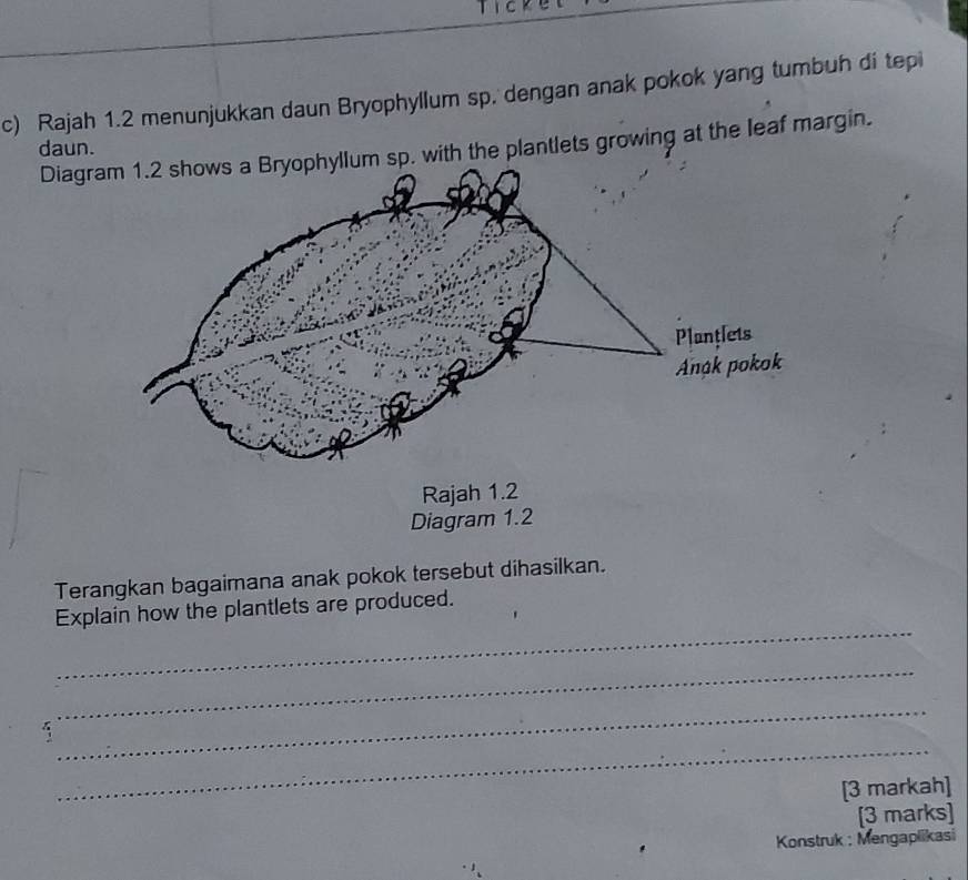 Rajah 1.2 menunjukkan daun Bryophyllum sp. dengan anak pokok yang tumbuh di tepi 
daun. Diagrsp. with the plantlets growing at the leaf margin. 
Diagram 1.2 
Terangkan bagaimana anak pokok tersebut dihasilkan. 
_ 
Explain how the plantlets are produced. 
_ 
_ 
_ 
[3 markah] 
[3 marks] 
Konstruk ; Mengaplikasi