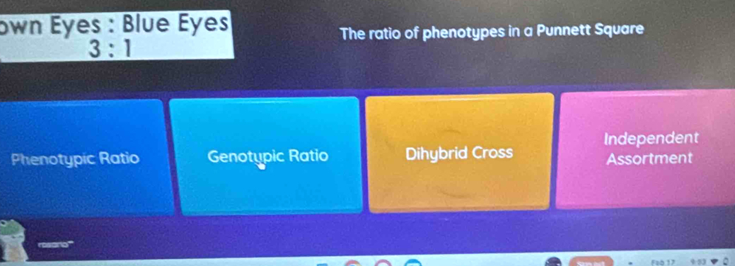 own Eyes : Blue Éyes
The ratio of phenotypes in a Punnett Square
3:1
Independent
Phenotypic Ratio Genotupic Ratio Dihybrid Cross Assortment