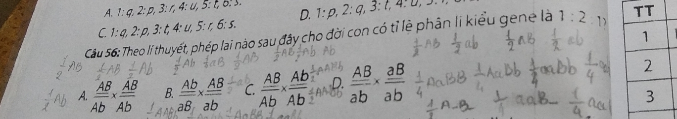 A. 1:q, 2:p, 3:r, 4:u, 5:t, 0.5. 1:p, 2:q, 3:t, 4:u, 5., 
D.
1:q, 2:p, 3:t, 4:u, 5:r, 6:s.
1:2 1)
Câu 56:Theo lí thuyết, phép lai nào sau đây cho đời con có tỉ lẻ phân li kiểu gene là C
A.  AB/Ab *  AB/Ab  B  Ab/aB *  AB/ab  C  AB/Ab *  Ab/Ab  D.  AB/ab *  aB/ab 