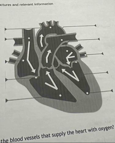 ctures and relevant information 
the blood vessels that supply the heart with oxygen?