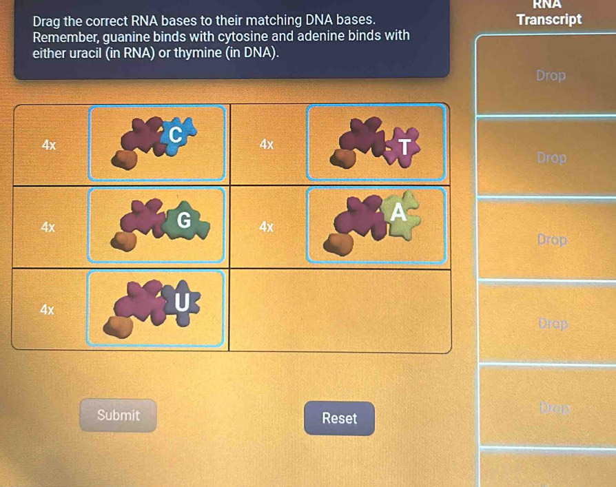 Solved: RNA Drag the correct RNA bases to their matching DNA bases ...