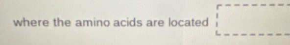 where the amino acids are located □