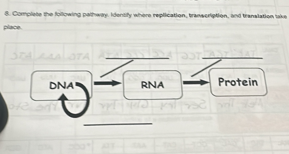 Complete the following pathway. Identify where replication, transcription, and translation take 
place. 
__ 
DNA RNA 
Protein 
_