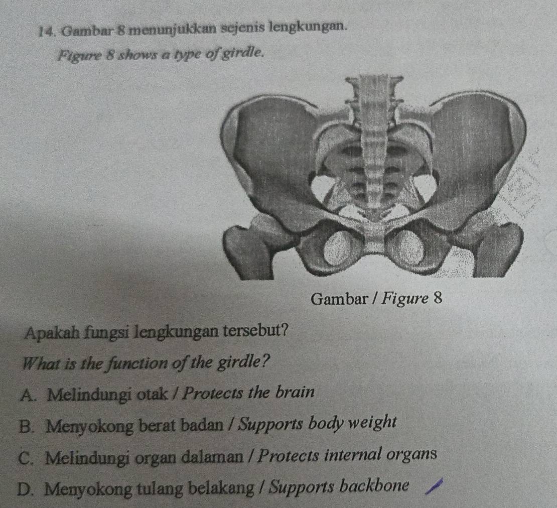 Gambar 8 menunjukkan sejenis lengkungan.
Figure 8 shows a type of girdle.
Gambar / Figure 8
Apakah fungsi lengkungan tersebut?
What is the function of the girdle?
A. Melindungi otak / Protects the brain
B. Menyokong berat badan / Supports body weight
C. Melindungi organ dalaman / Protects internal organs
D. Menyokong tulang belakang / Supports backbone