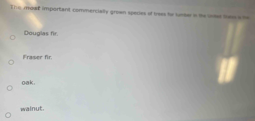 The most important commercially grown species of trees for lumber in the United State a the
Douglas fir.
Fraser fir.
oak.
walnut.