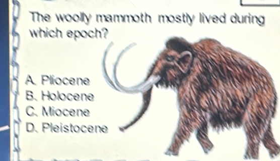 The woolly mammoth mostly lived during
which epoch?
A. Pliocene
B. Holocene
C. Miocene
D. Pleistocene