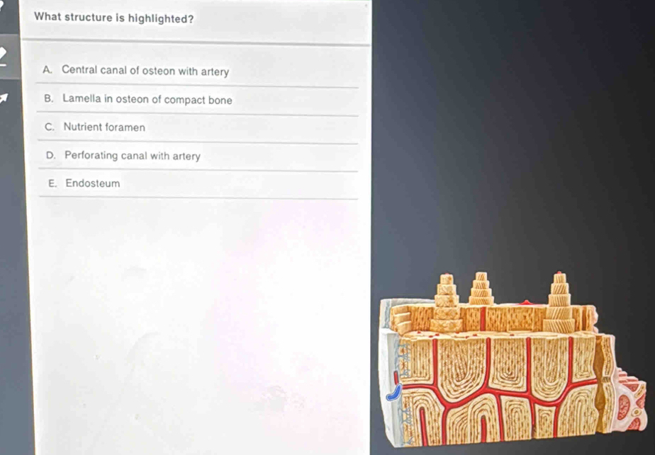 What structure is highlighted?
A. Central canal of osteon with artery
B. Lamella in osteon of compact bone
C. Nutrient foramen
D. Perforating canal with artery
E. Endosteum
